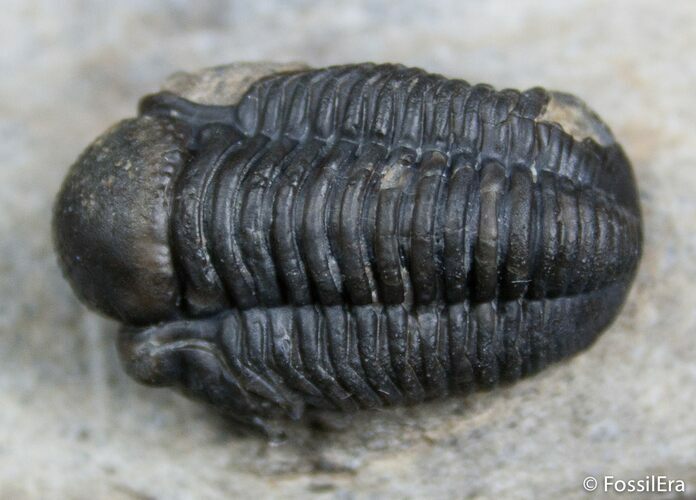 Small Gerastos Trilobite - Morocco #2410